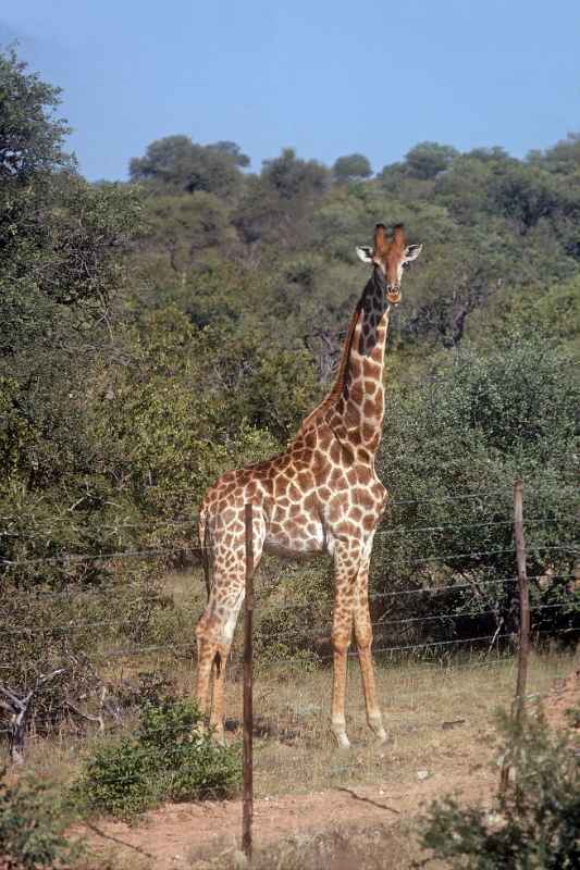 Giraffe, Limpopo